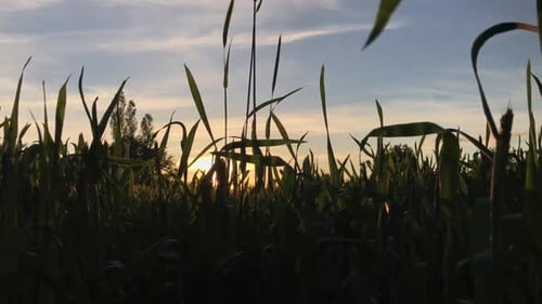 Gras und Sonne