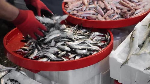 Verschiedene frische Fische liegen auf der Theke des Bauernmarktes
