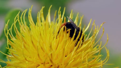A macro close up shot of a bumble bee on a yellow flower searching for food.