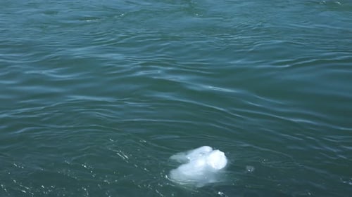 Chunk of an ice floe floating on sea, moved by sea currents, Iceland.