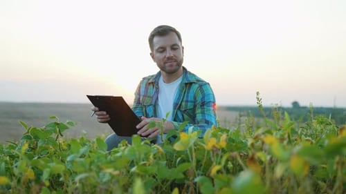 Agronomist Inspecting Soybean Field at Sunset