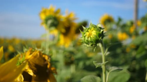 Beautiful field in the summer