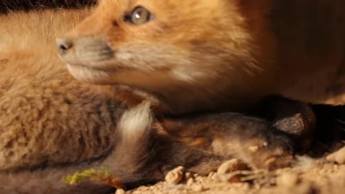 Closeup of Cute Baby Red Fox Kit Looking around while second fox walks in front