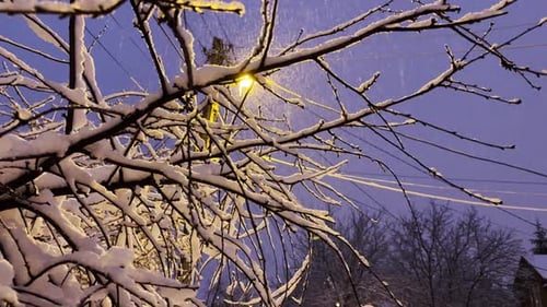 Snowcovered Tree Branches Illuminated By Street Lamp at Evening Time View of Country Snowy Road with