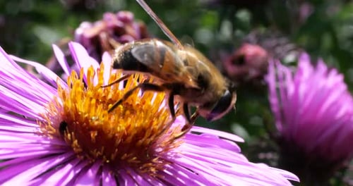 Bee Collecting Pollen on a Purple Flower