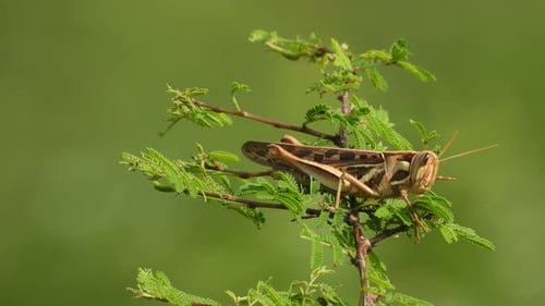 Grasshopper - background - leafs - green .