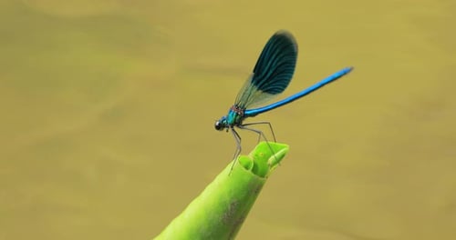Die schöne Demoiselle (Calopteryx virgo) ist eine europäische Rifffliege, die zur Familie der Libellen gehört