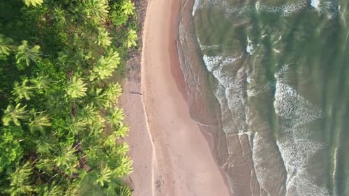 Top Down View of a Tropical Beach with Ocean Waves and Palm Forest