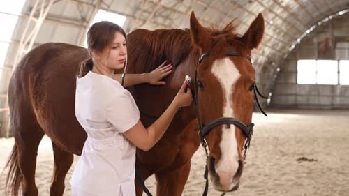 Veterinarian Examining a Horse With a Stethoscope