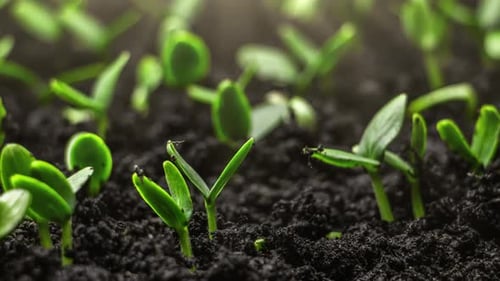 Seedlings Germinating and Growing in Rich Soil