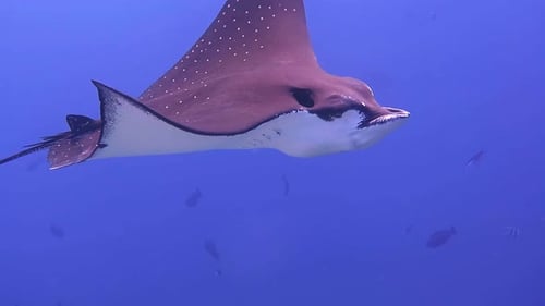 A close encounter with a very relaxed Eagle Ray