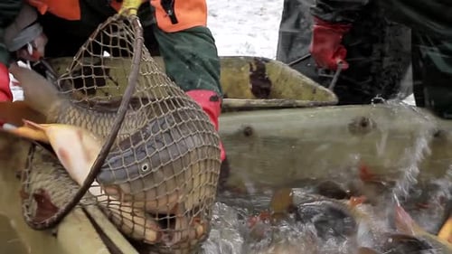 Fischer sortieren Fische, die gerade mit Menschen im Meer gefangen wurden — Stock-Bildmaterial Stockvideos