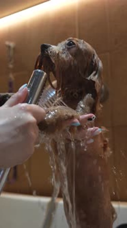 Woman Washing a Small Dog in the Shower