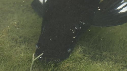 Arapaima fish closeup showing its face and tail, then showing fishes around it