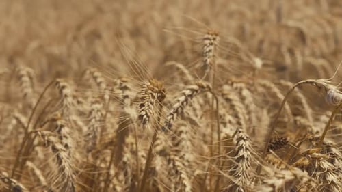 Golden Wheat Field Swaying Gently in the Breeze