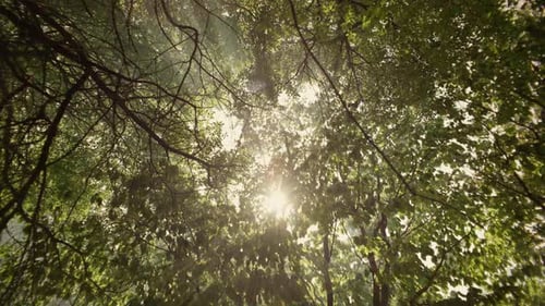 Beautiful Sunny Forest