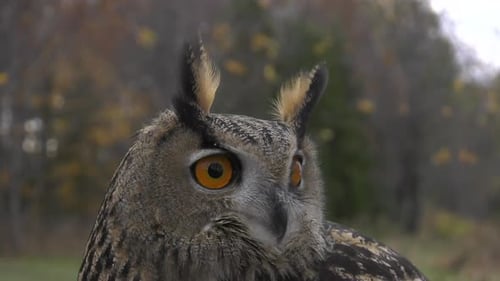 owl looking for prey with unique head bobbing movement 4k