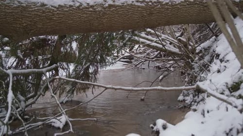 Running River with Fallen Spruce in Forest on a Beautiful Winter Day
