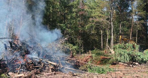 Deforestation Activity in a Forested Area with Smoke Rising From Burning Trees During Daytime