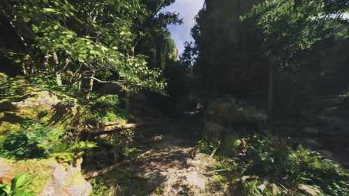 Inviting Sunlit Trail Through Vibrant Greenery and Scattered Rocks