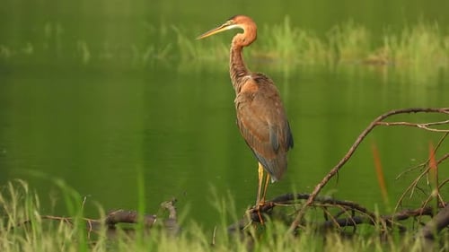 great brown heron brown in pond