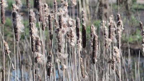 Seedheads of Great or Bulrush, Typha latifolia. in early Spring