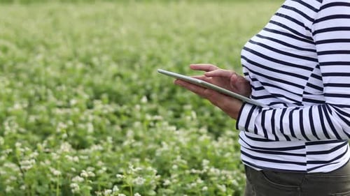 cropped video of female farmer with a tablet computer in a soy field touches the leaves and writes