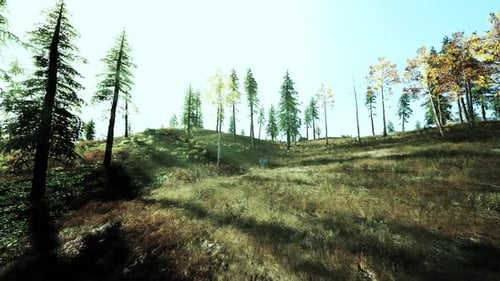 Beautiful Forest Landscape During Sunny Autumn Afternoon with Tall Trees