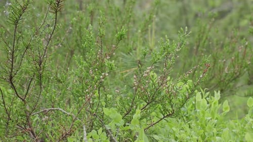Arbuste de bruyère avec un jeune arbre à feuilles larges sur le sol de la forêt, gros plan