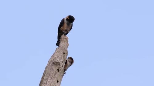 Birds Perched on Tree Branch in Daylight
