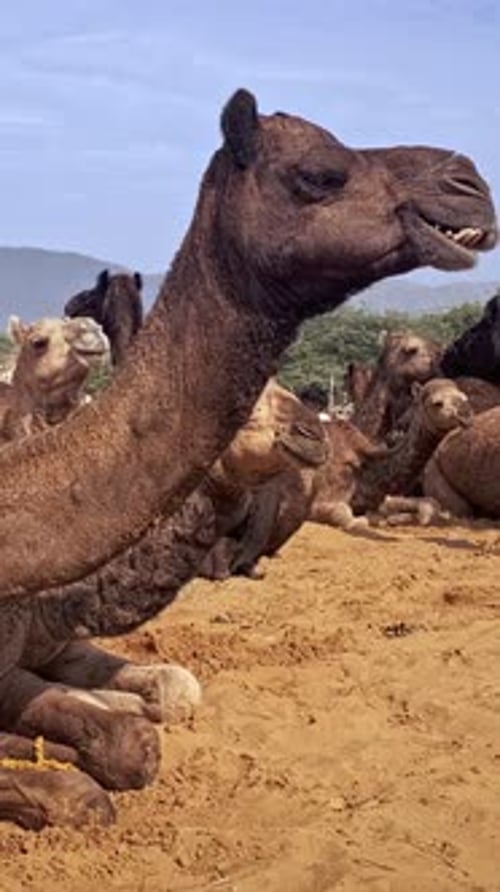 Des chameaux au festival de la foire aux chameaux de Pushkar Mela sur le terrain en train de manger à mâcher Pushkar, Rajasthan, Inde