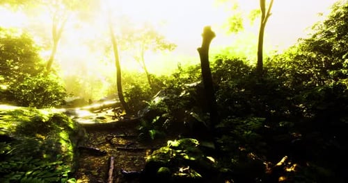 Lush Green Forest Bathed in Sunlight Showcasing Vibrant Flora and Fauna