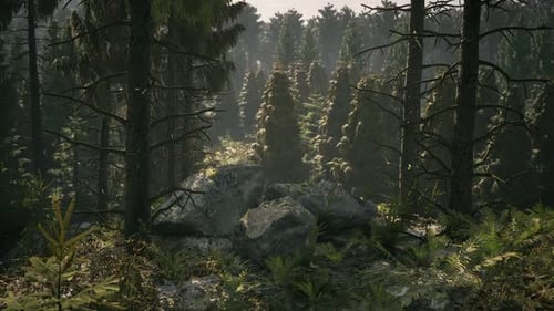 Exploring the Serene Forest Landscape in Denmark During the Early Morning