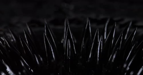 Magnetic Fluid