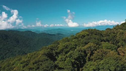 Drone aerial view of summer green trees in a amazon tropical forest in Brazil.