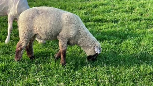 Sheep Grazing Field