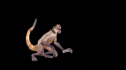 Wild Monkey meurt