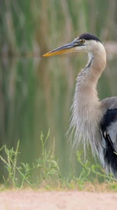 Grey Heron Standing Next to Lake in Nature
