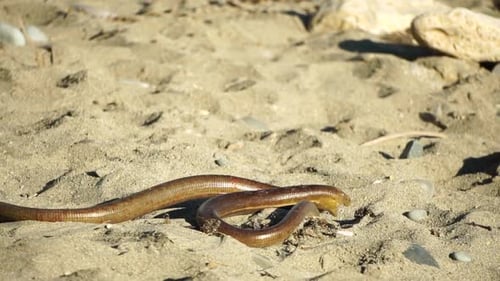 Deux gros serpents sur le sable s'enroulent et mordent dans un combat Pseudopus Apodus Reptilian Combat