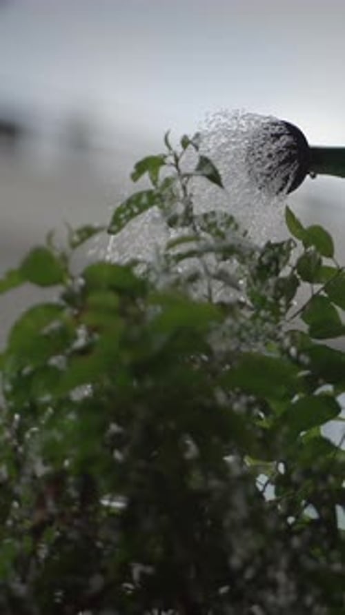 Watering a Vibrant Green Plant with a Garden Watering Can to Support Its Health and Growth