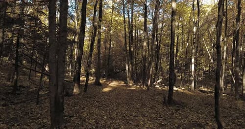 Durch einen Herbstwald schweben