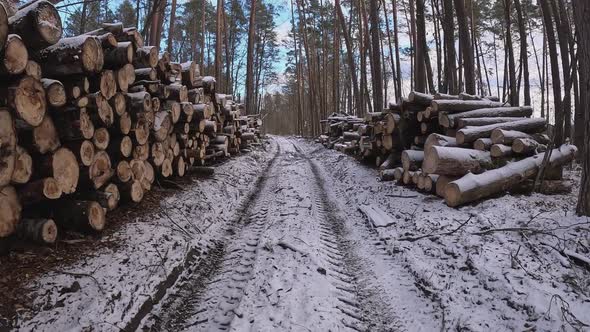 A Scenic Logging Path Through a Snowy Forest Surrounded By Carefully ...