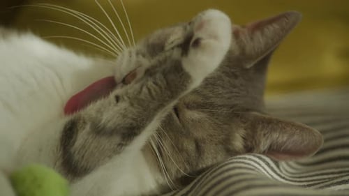 Domestic Cat Licking Paw Extreme Close Up Stray Feline Washing