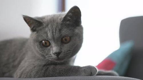 Gray Cat Lounging Peacefully on Gray Sofa