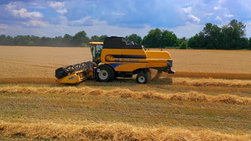 Harvesting wheat with combine