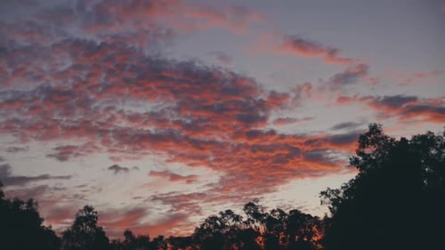 Beautiful fiery red clouds in purple sky over trees -wide