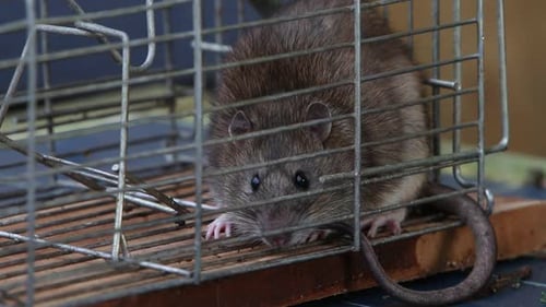 Nahaufnahme einer Braunratte, Rattus norvegicus, gefangen in einer Lebendfalle. Vereinigtes Königreich