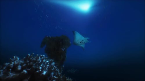 Majestic Manta Ray Gliding Through Deep Blue Ocean
