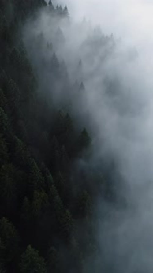 Vertical Screen Dense European Forest in Foggy Weather Aerial View