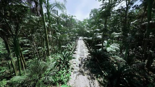Holzweg, der im dichten Dschungel mit gesprenkeltem Sonnenlicht verschwindet